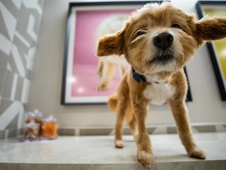 Woof!