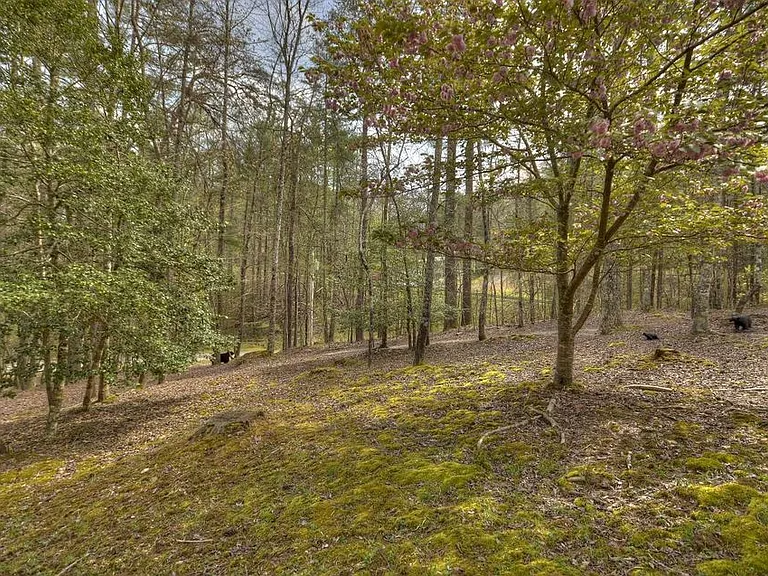 White Pine Acres Dr — Photo 5