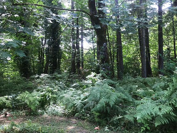 Woods in the back of the property