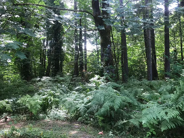 Walking trails in the woods on the property