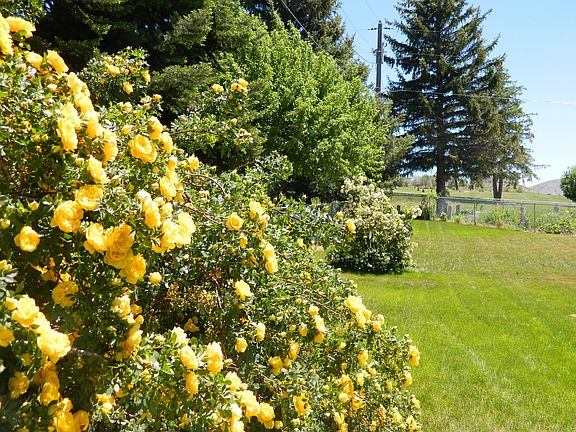 roses in fenced backyard