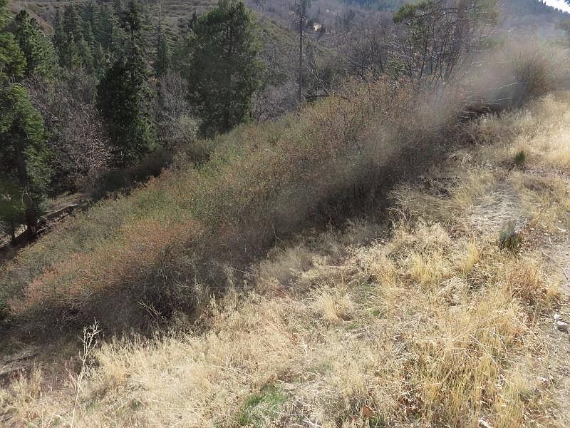 1st image of Piney Ln