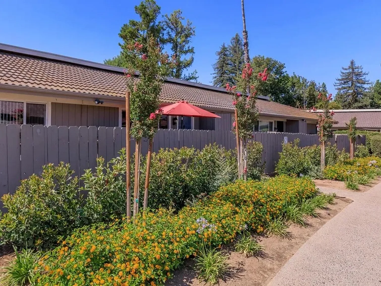 Monterey Pines — Photo 4