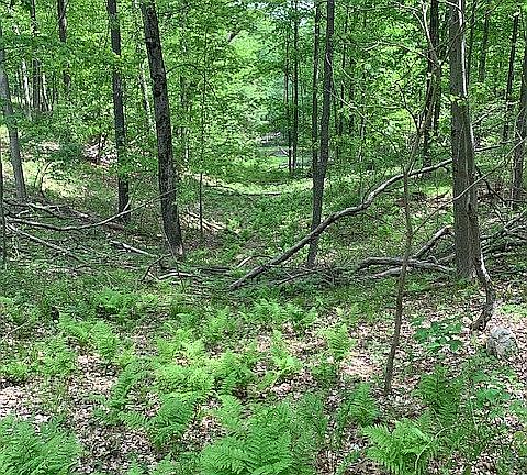 5th image of 4740 Pinckney Rd