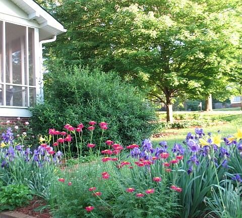 perennial flower bed in bloom