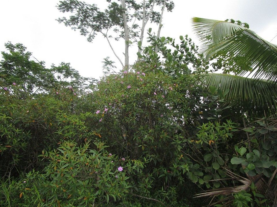 2nd image of 5th Avenue Ekaha Lot 2440