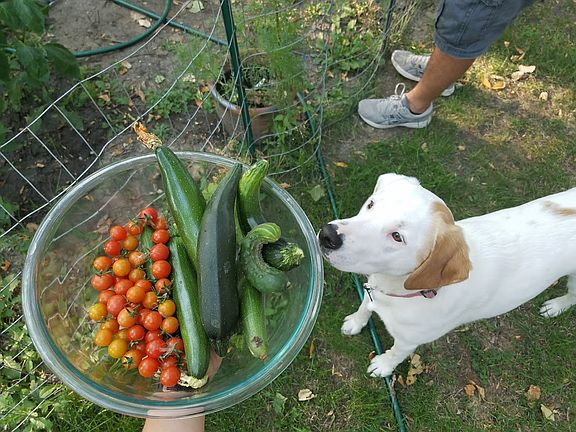 veggie crop
