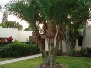464 Palm Tree Dr, Bradenton, FL, 34210