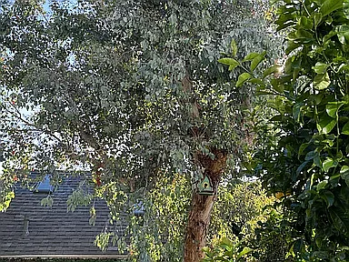 Large eucalyptus tree in backyard