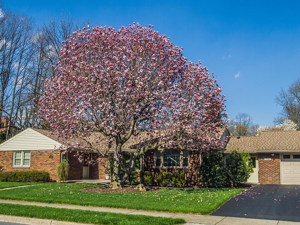 Magnolia in Bloom