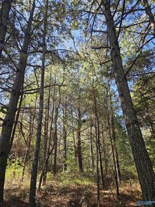 10739 County Road 103, Mentone, AL, 35984