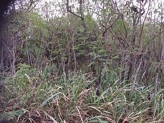 1st image of Pele St Lot 5
