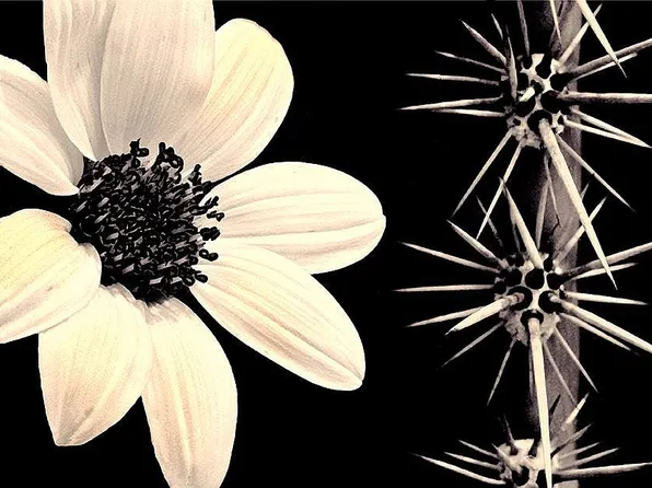 2203 E Spring St, Tucson, AZ 85719