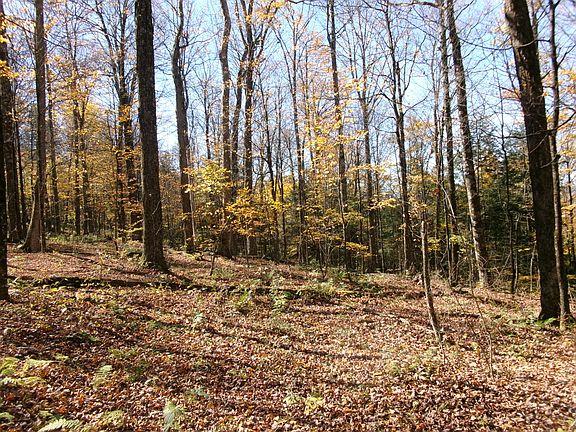 5th image of Ripple Rd