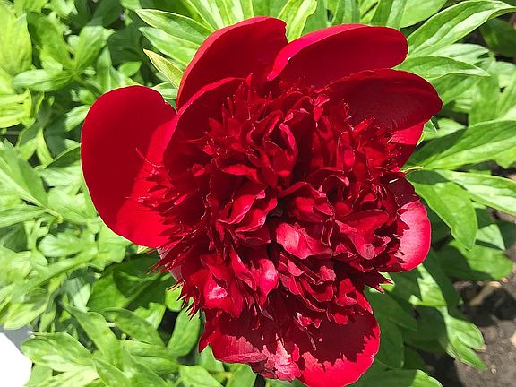 Gorgeous spring peonies