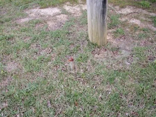 Fairview Church Rd, Trinity, NC 27370