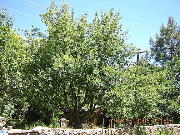 apple trees, back yard