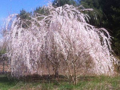 1779 Old Freehold Rd, Toms River, NJ, 08755