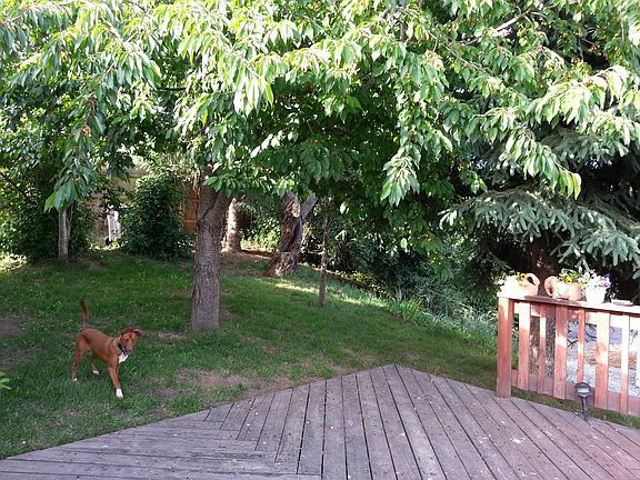 Back yard with fruit trees