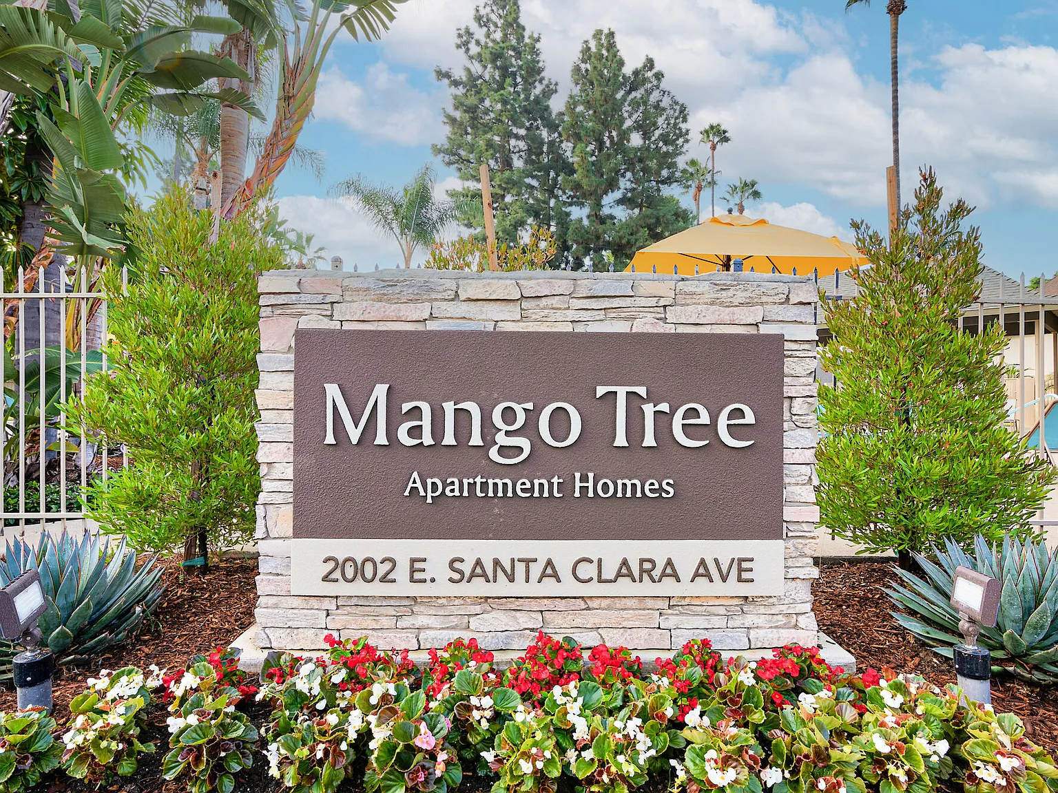 Mango Tree — Photo 4