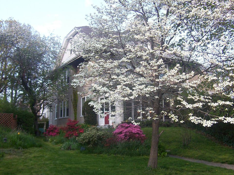 Dogwood and azalea