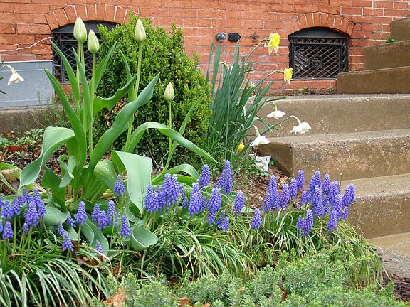 Front steps in Spring