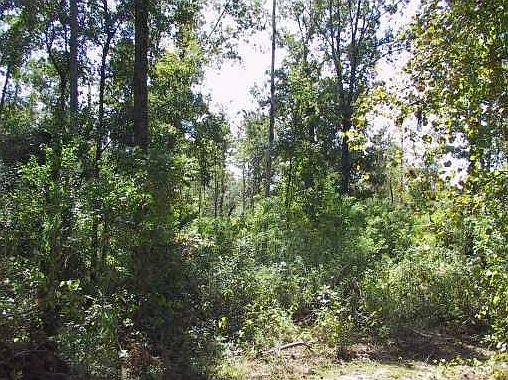 1st image of 12 Mattingly Ln