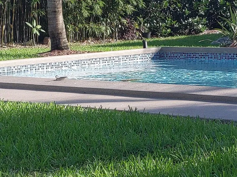 Heated private pool in backyard. Pavers are being professionally installed now.