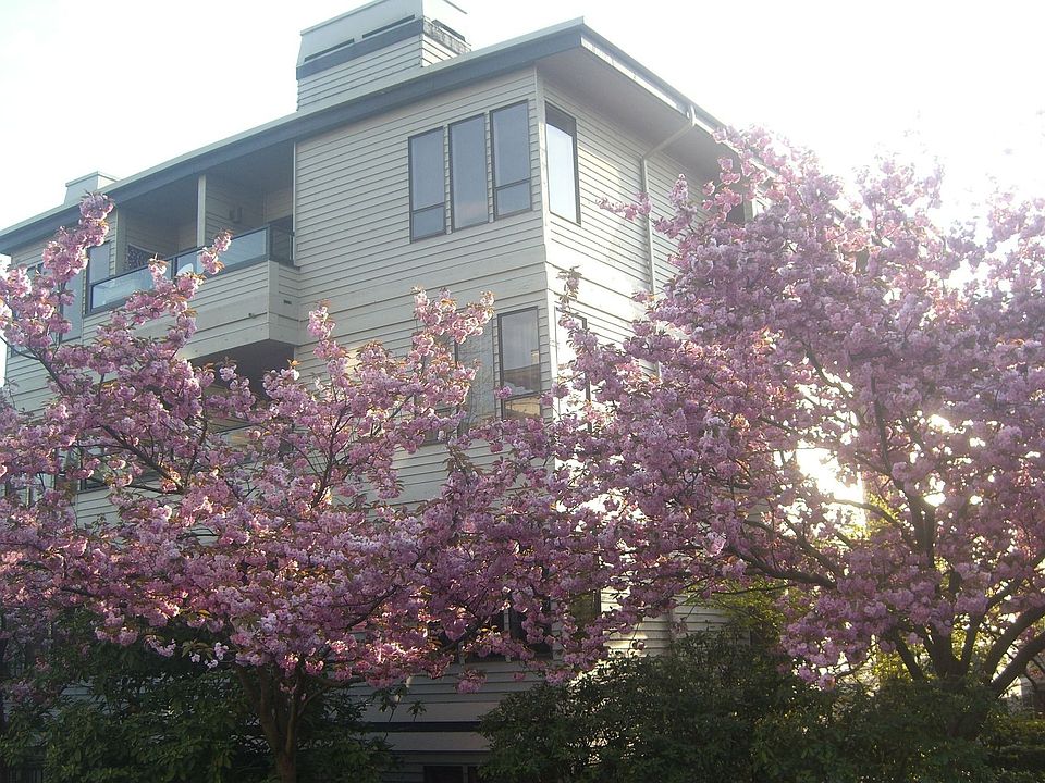 spring blossoms