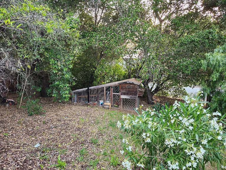 Chicken Coop in backyard