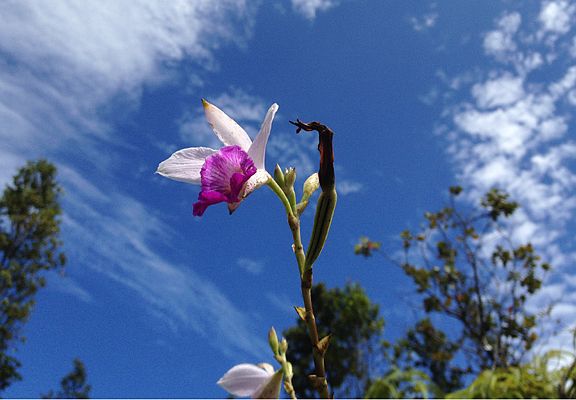 Wild orchids on lot 2879