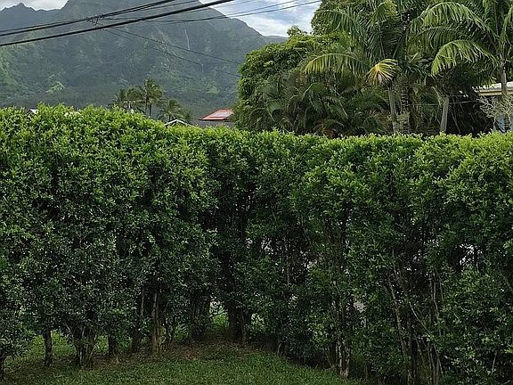 Mountain and waterfall views over the privacy hedge