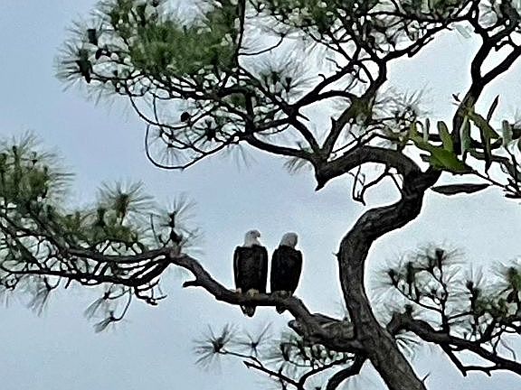 Nested Bald Eagles out back