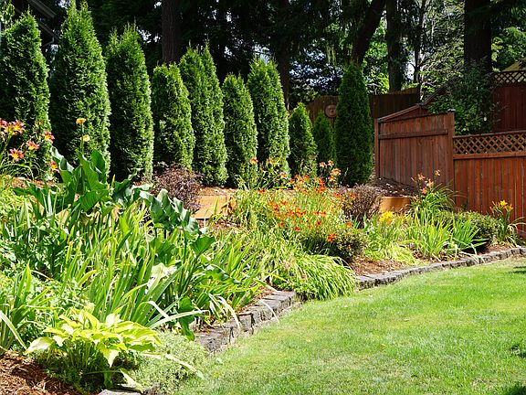 Emerald Green Arborvitae 
