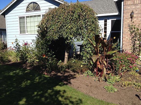 Weeping tree.