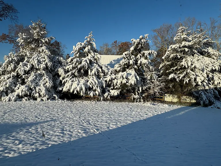 Snow on the many trees that surround the property.