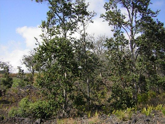 2nd image of Lot 30