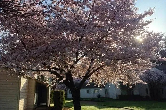 Sawyer Pointe Apartments — Photo 15