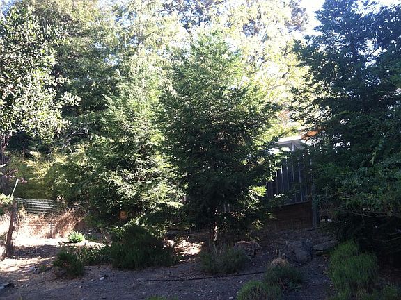Redwood trees on the hill