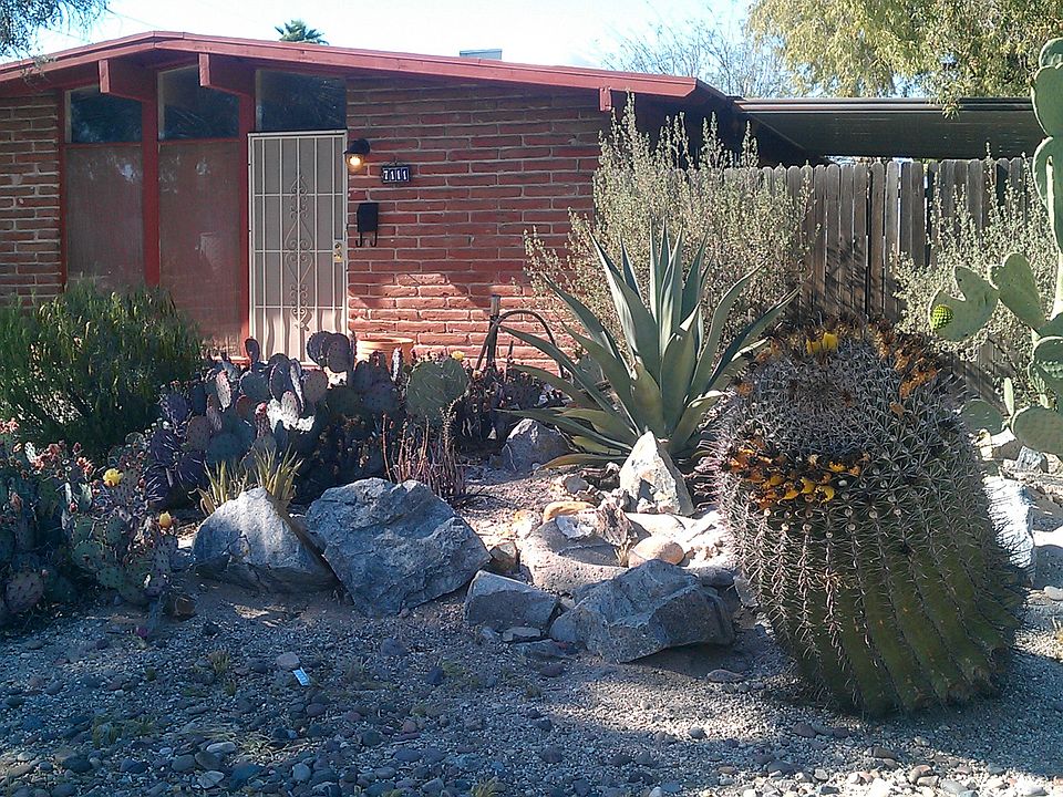 Cactus garden