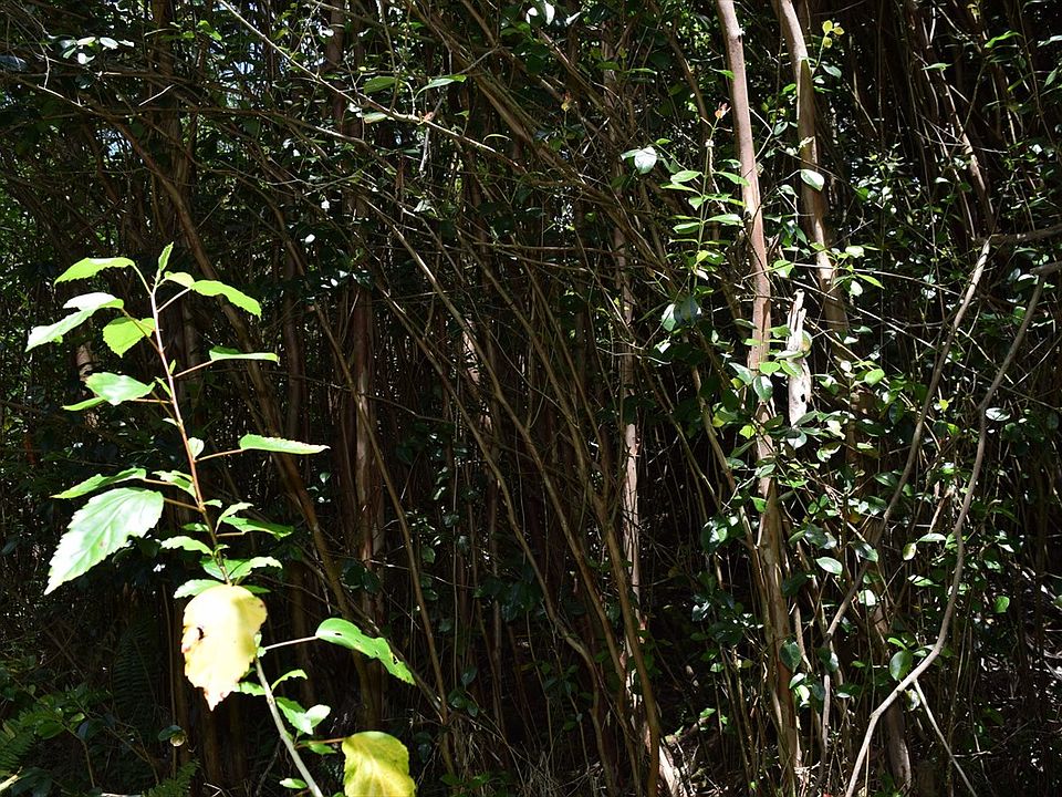 2nd image of Hilo St Lot 428