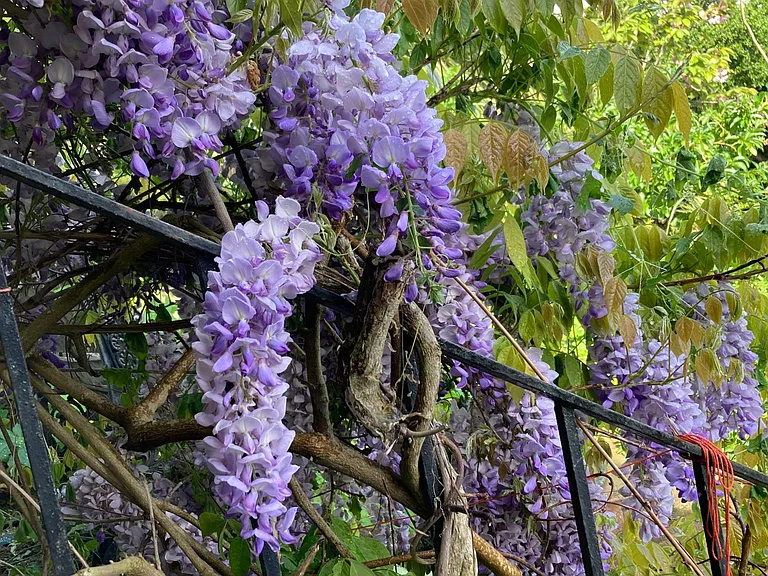 Flowering plants throughout each season. Here Wisteria greets with heavenly scents.