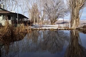Pond with trout and ducks
