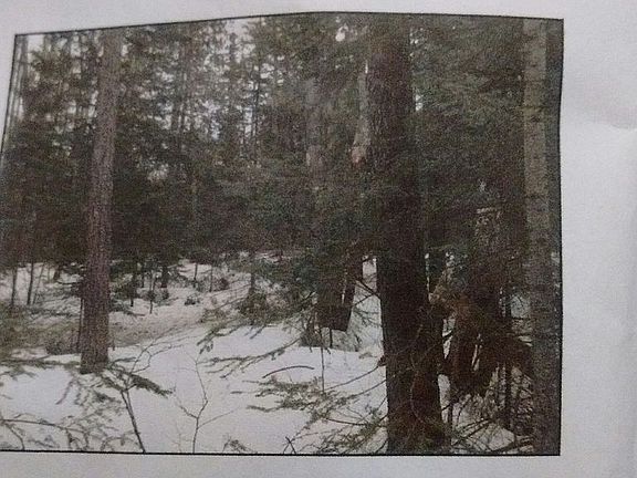 Kablitz Road Deer Stand