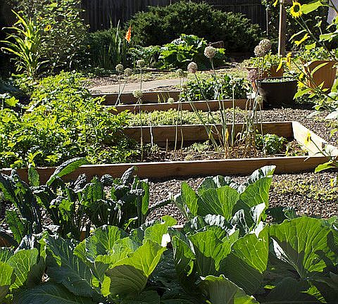 backyard garden beds