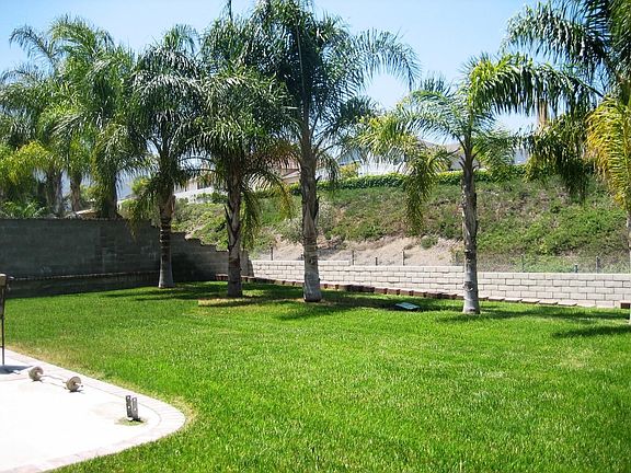 Palm Trees Back Yard