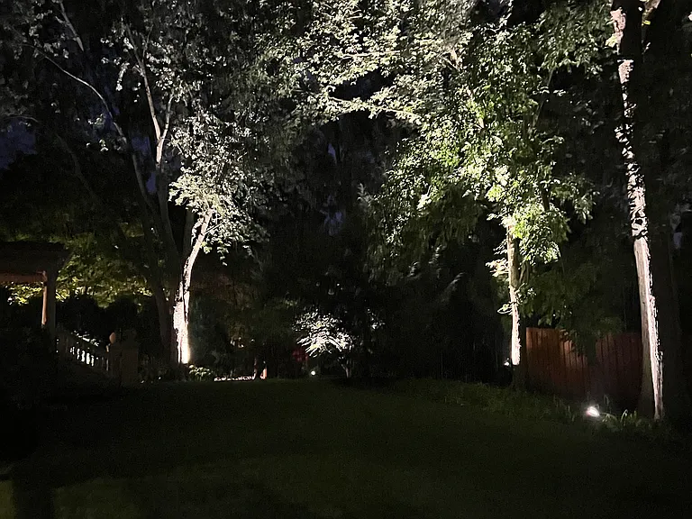 At night, you can see the tree branches light up as if they are coming to life in a dance