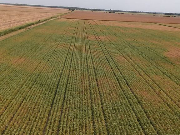 Dji 20260820182000 0559 D