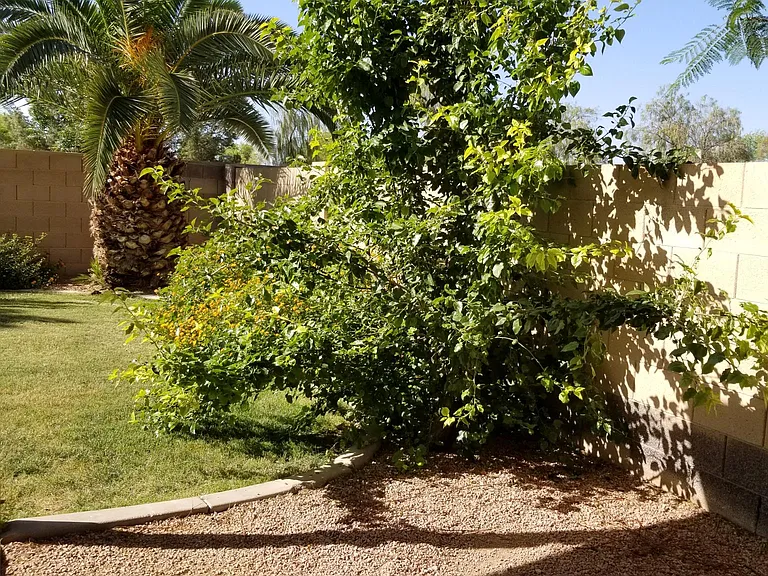 Backyard garden