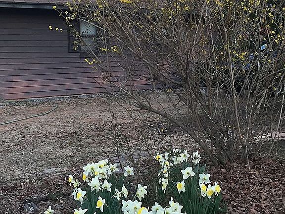 daffodils everywhere!